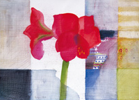 Briefkarte „Rote Amaryllis“
